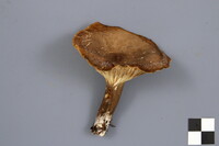 Lactarius gerardii image